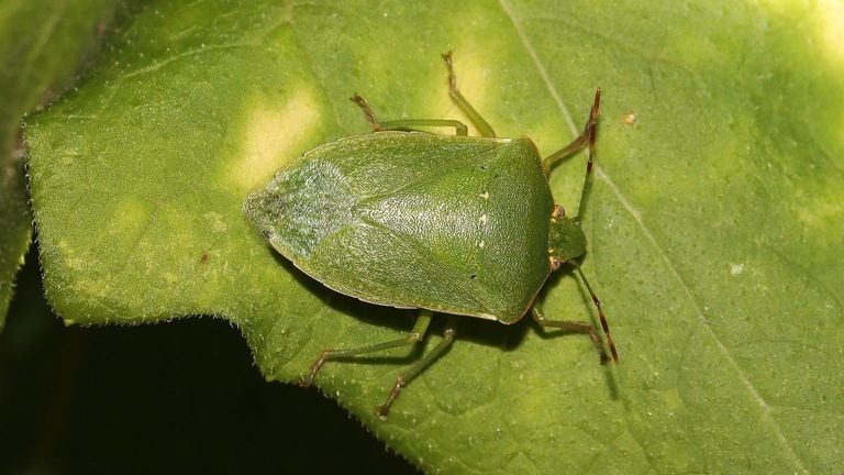 A southern green stink bug (photo: Saxifraga/Pieter van Breugel).