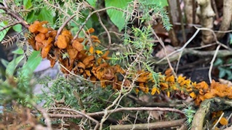 Hawthorn-juniper rust photo Jacqueline van Boven
