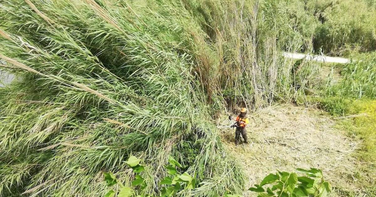 Sugarcane is an invasive species that causes damage to the ecosystem