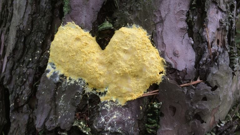 Yellow witch's butter on a Scots pine (photo: Frans Kapteijns).