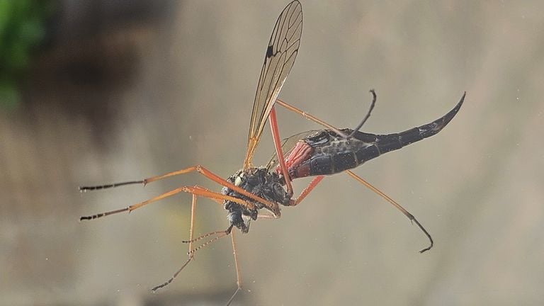 A black wood longleg (photo: Gaby Donders).