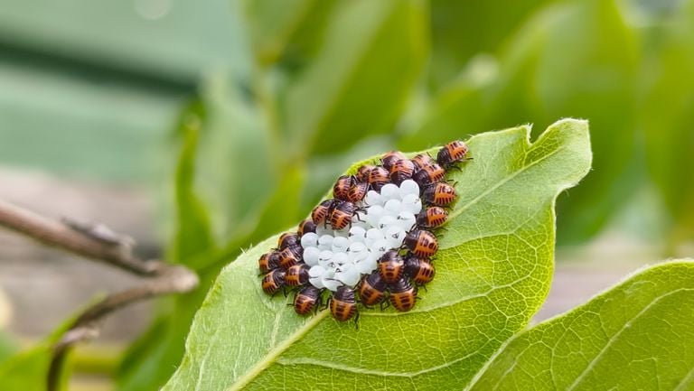 Eggs and larvae of a berry shield bug (photo: Bas Bertrand).