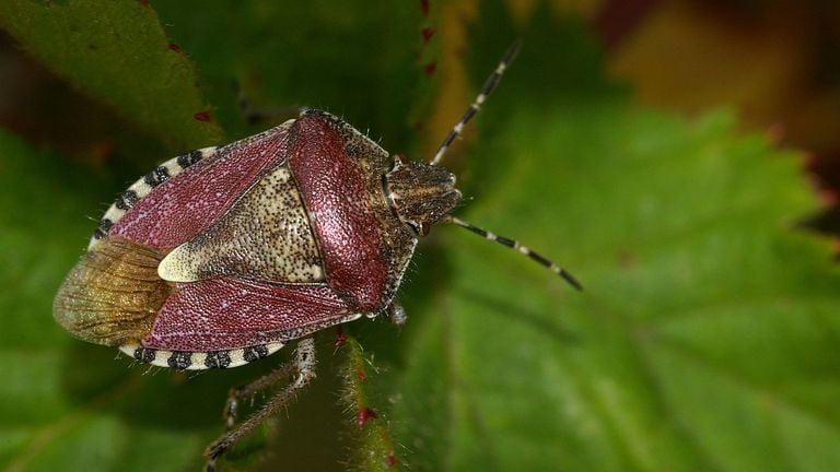 A berry shield bug (photo: Fitis Sytske Dijksen).