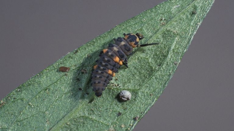 A larva of the seven-spotted ladybug (photo Saxifraga/Frits Bink).