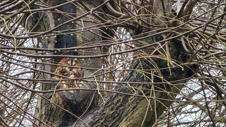 A tawny owl (photo: Frans Kapteijns).