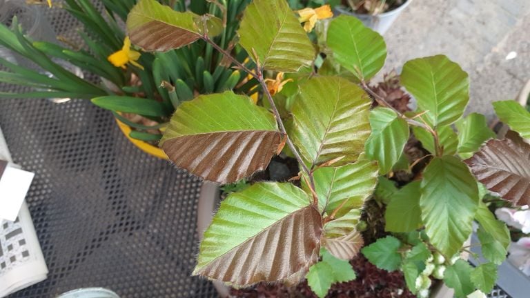 On the garden table there is a pot with succulents on which a beech shoot with two colored leaves suddenly grows (photo: Maaike van Steen).