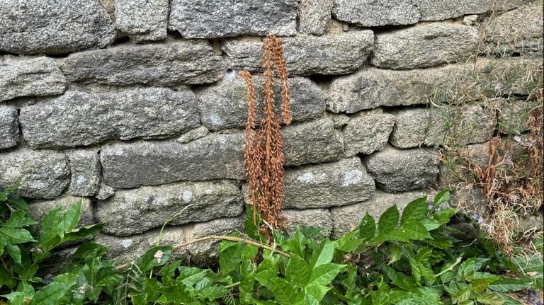An ivy broomrape photo by Frans Kapteijns