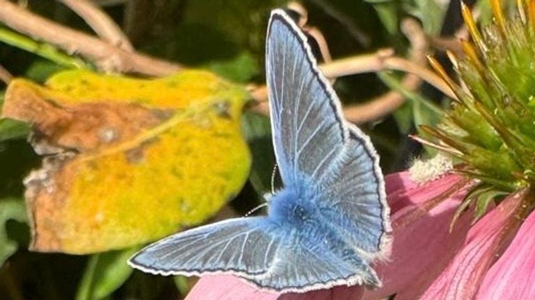 A common blue (photo: Sylvia Kools).