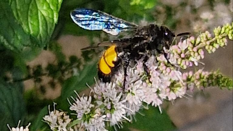 A yellow-striped dagger wasp (photo: Peter Nabben).