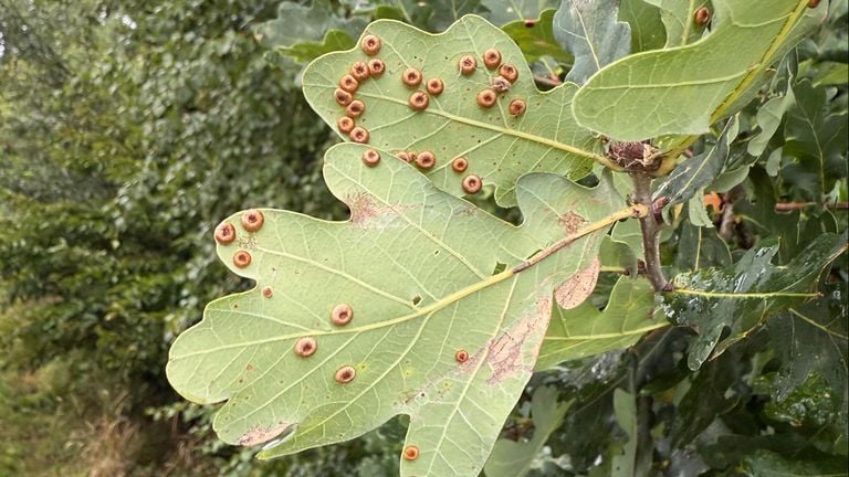 Satin knot galls (photo: Susan Morcus).