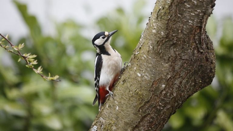 A great spotted woodpecker (photo: Kurt Bouda via Pixabay).