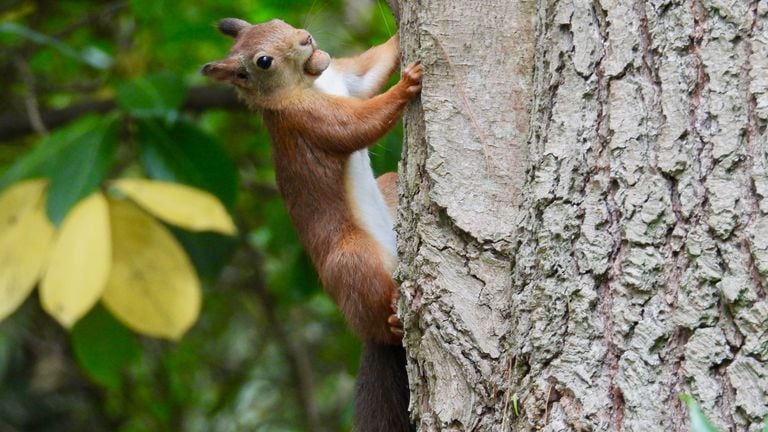 A squirrel with hazelnut (photo: Rosemarie de Wit).
