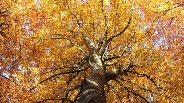 Experience autumn (photo: Brabants Landschap).