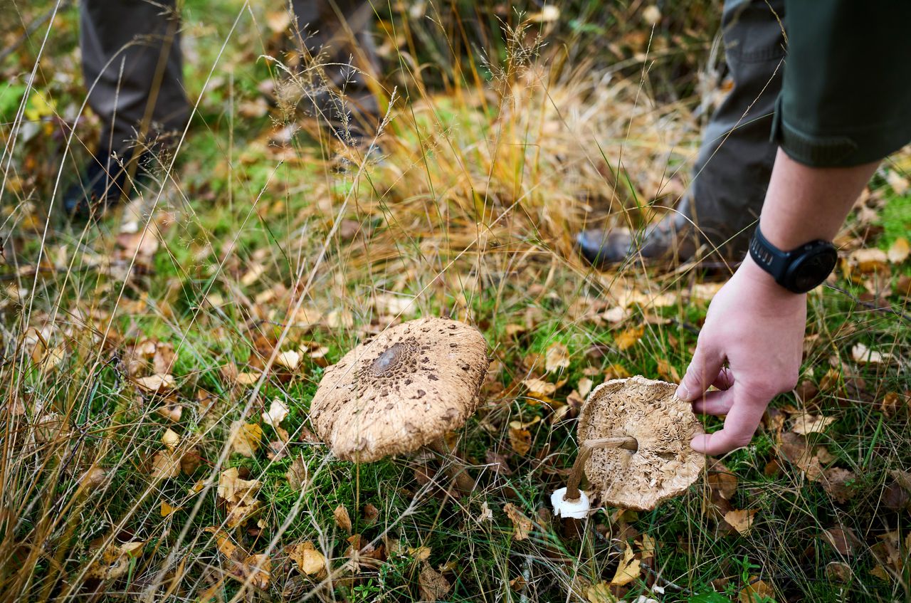 Mushrooms are of great importance to the ecosystem, which is why wild picking is prohibited.