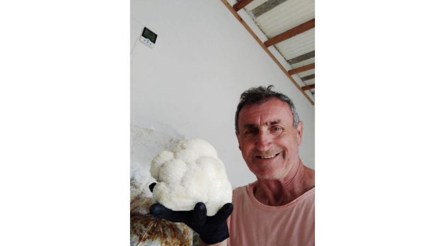 Fungi Gesell: specialists in gourmet mushrooms and adaptogens
