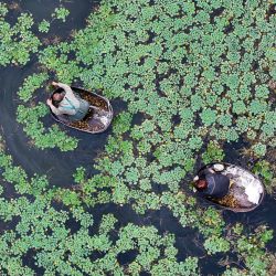 Aerial drone view of farmers harvesting water chestnuts in Quanxin Village of Donglin Town in east China's Zhejiang Province. | Photo:Xinhua/He Weiwei