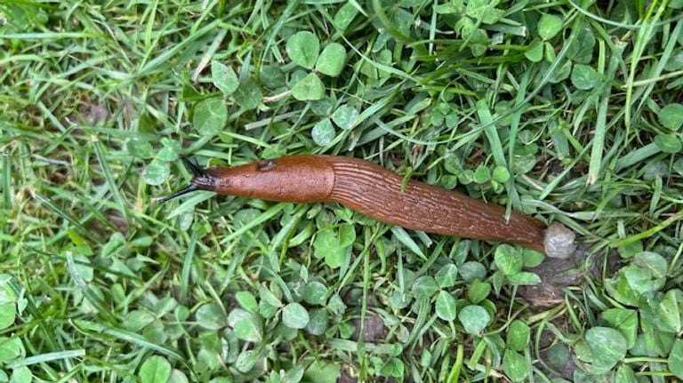 Seen along the Moselle in Germany (photo: Jos Roeken).