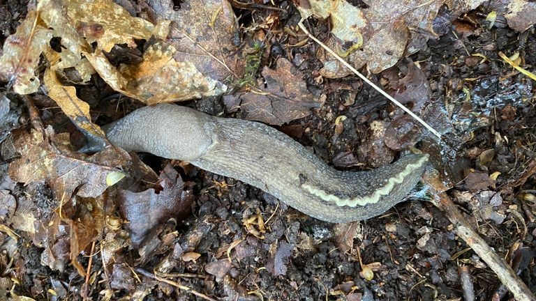 A black snail with a slime trail (photo: Frans Kapteijns).