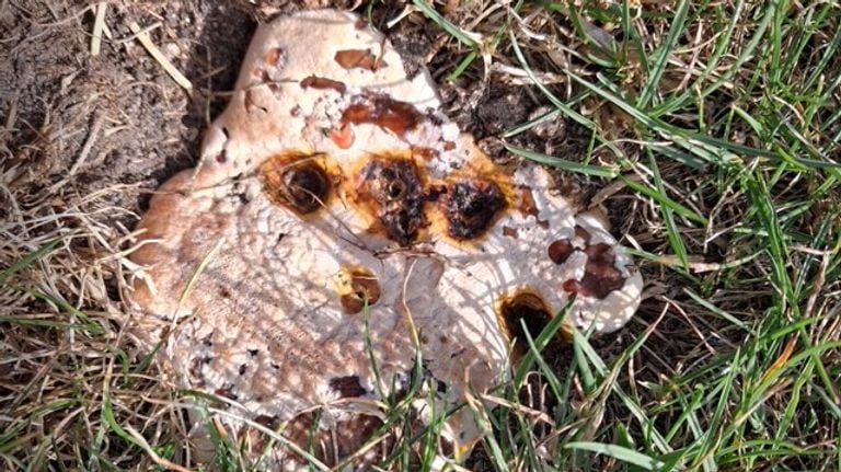 A resin fungus (photo: Yvonne).