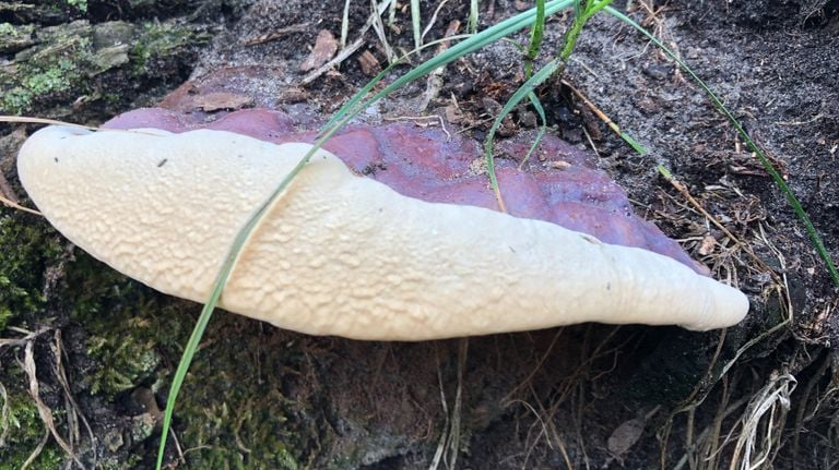 A resin snail fungus (photo: Frans Kapteijns).
