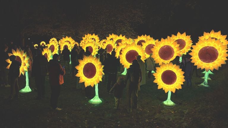 In 2019, these sunflowers were also on display during GLOW in Eindhoven (photo: Rogier van Son).