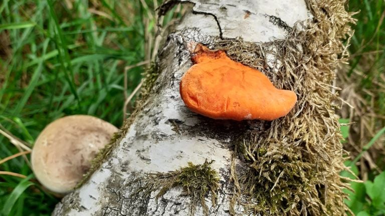 A vermilion wood fungus (photo: Franja Mulders).