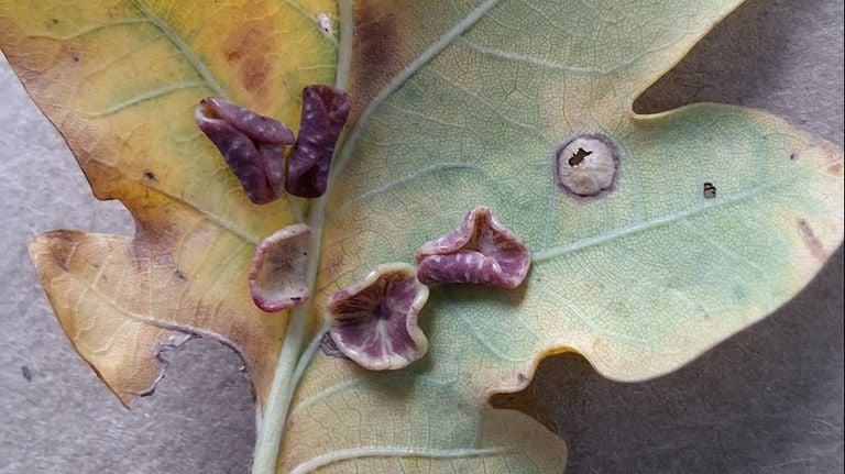 Plate galls also called oak cup galls (photo: Yvonne Rommelaars).