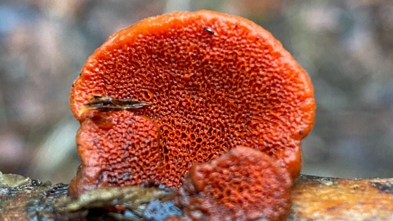 Tubes of vermilion wood fungus (photo: Frans Kapteijns).