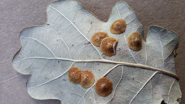 Lens galls (photo: Yvonne Rommelaars).