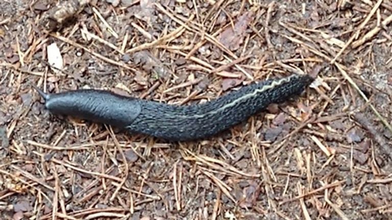 A black nudibranch (photo: Ad Heesbeen).
