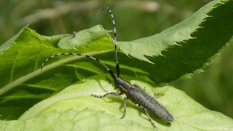A thistle longhorn beetle (photo: Yvonne Rommelaars).