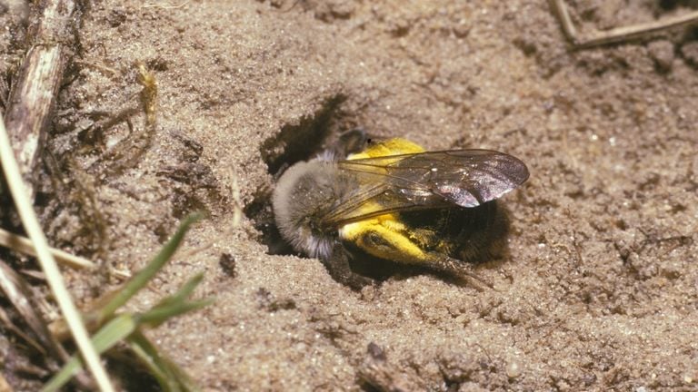 A gray sand bee female (photo: Saxifraga/Pieter van Breugel).
