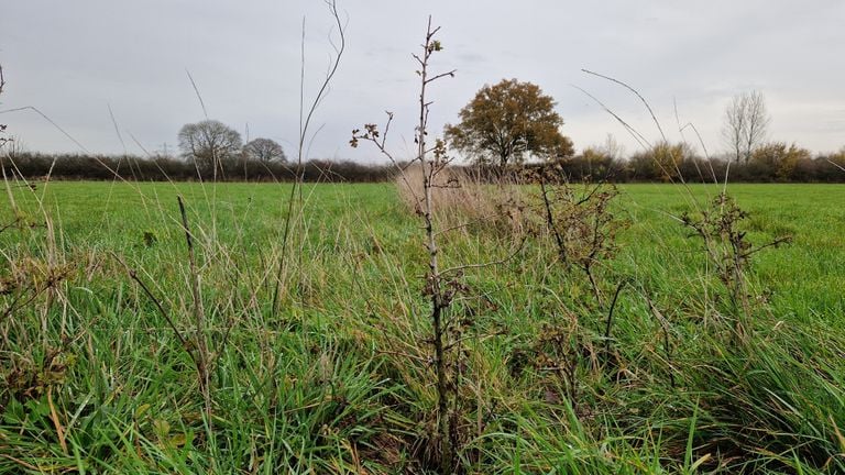 A new piece of hedge (photo: Tom Berkers). 