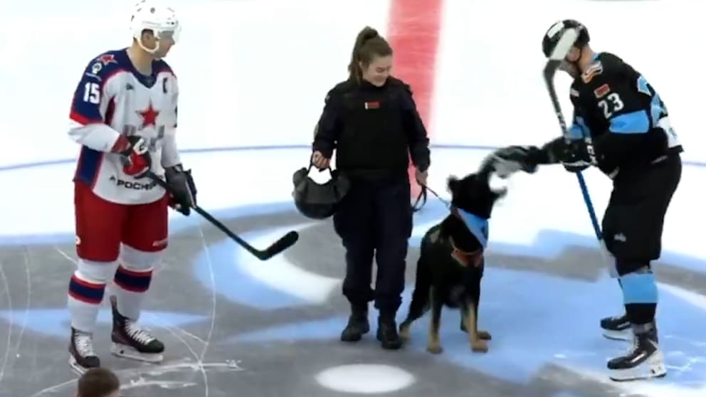 Attacke auf dem Eis: Polizeihund beißt Eishockeyspieler