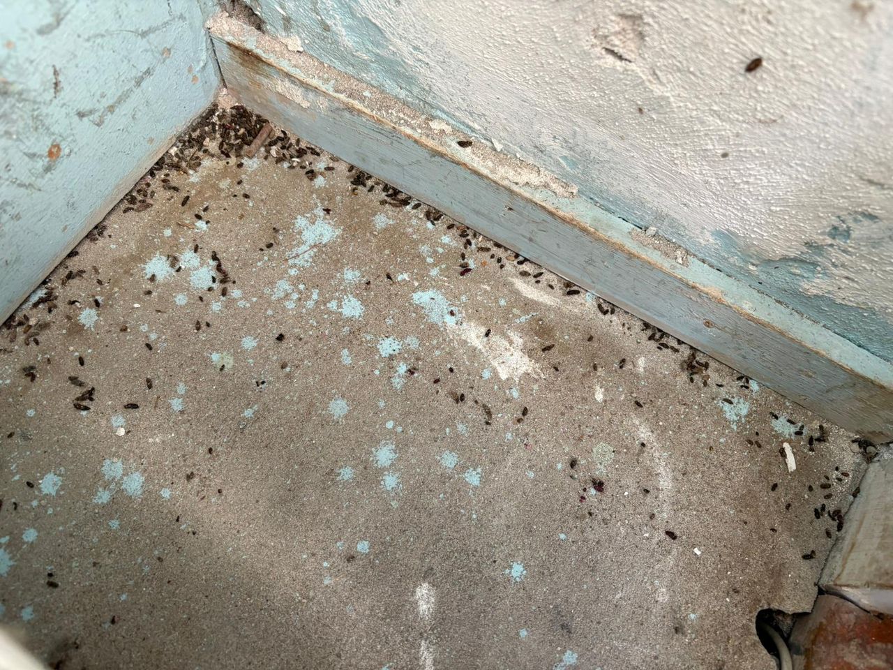 There are also many mouse droppings in the meter cupboard (photo: Wilco Zonneveld).