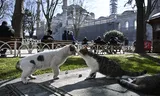 It is estimated that there are at least a few hundred thousand cats in Istanbul.