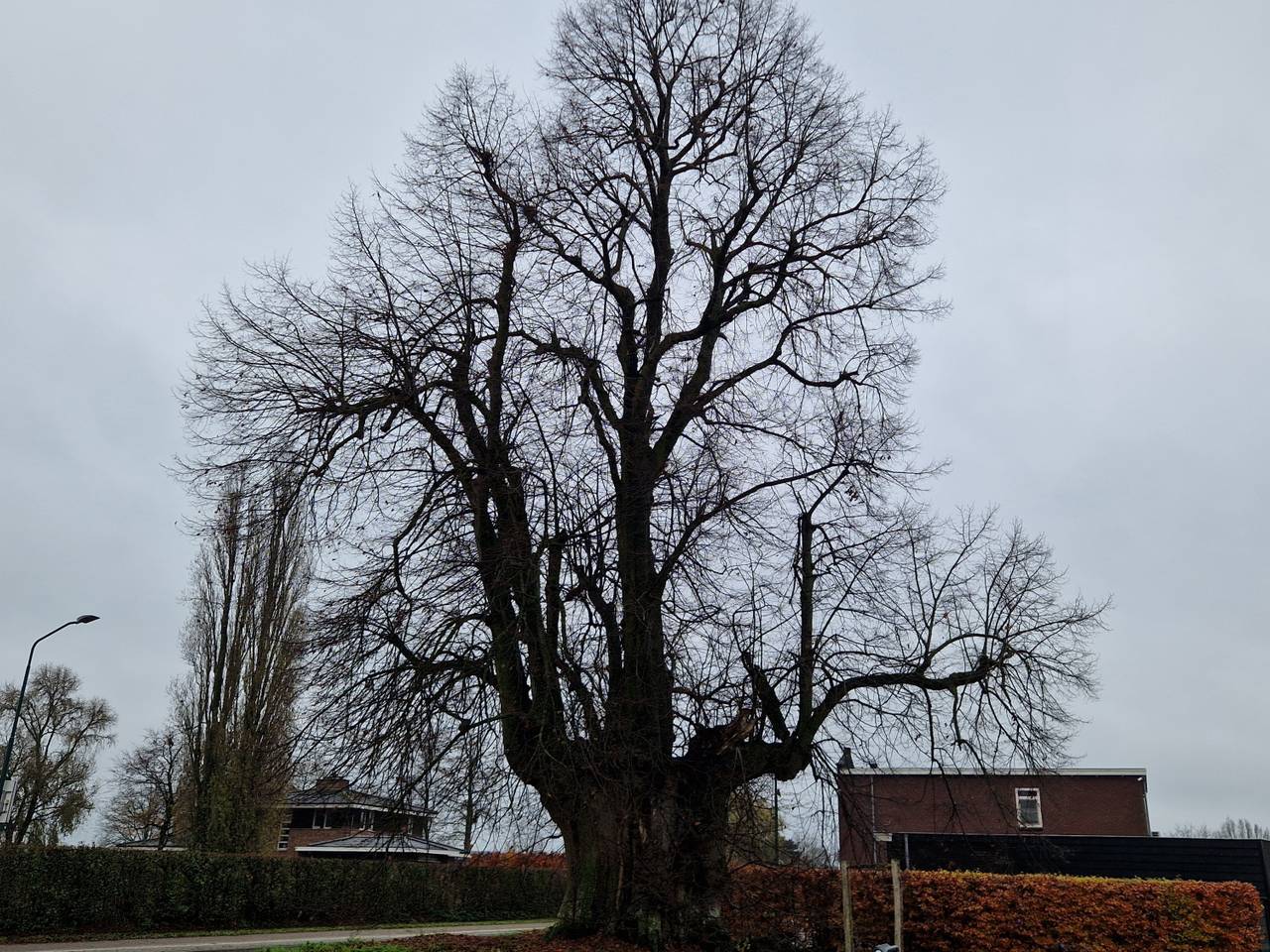 https://api.omroepbrabant.nl/img/f/$width$/$height$/0.50/0.50/cmV2aXNpb25zLzQ3OTY1NjYtMS5qcGc_c2U9MjA0NS0wMS0wMVQxMCUzQTQwJTNBMDBaJnNpZz1jSHJ SY05SRnZSTlVtS2w1TTR5UXpud0NWME8wNFNYblBVT3M3OEpwbTdrJTNEJnNwPXImc3ByPWh0dHBzJnNyPWImc3Q9MjAyNS0wMS0wMVQxMCUzQTQwJTNBMDBaJnN2PTIwMjAtMTAtMDI=