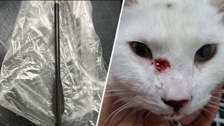 This cat was shot on Saturday, with the crossbow arrow on the left (photo: Eindhoven Animal Hospital).