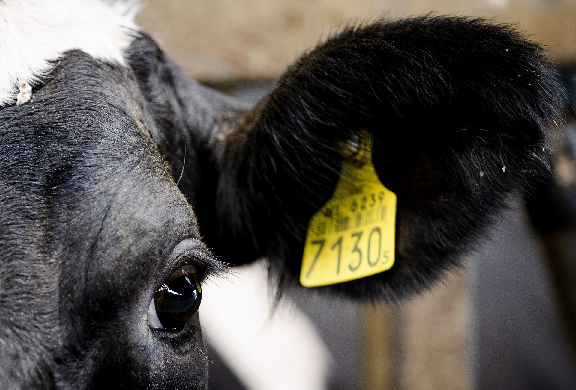The production of animal proteins has a greater negative impact on the environment than plant-based proteins.