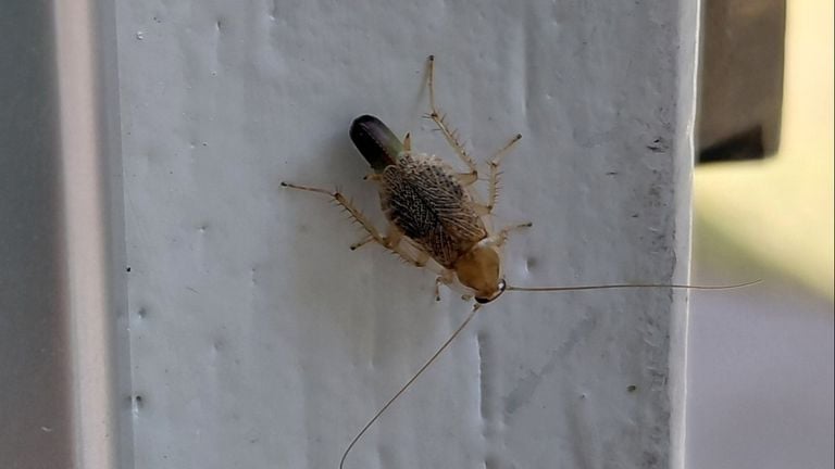 A cross-banded cockroach with an egg packet (photo: Anne Douwes).