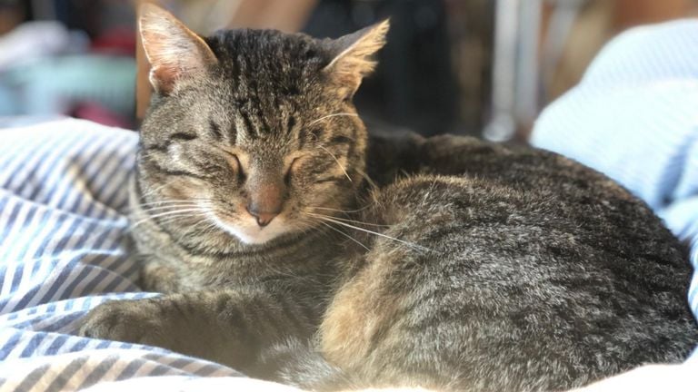 Kat Whiskey (photo: Dennis Hurkmans). 