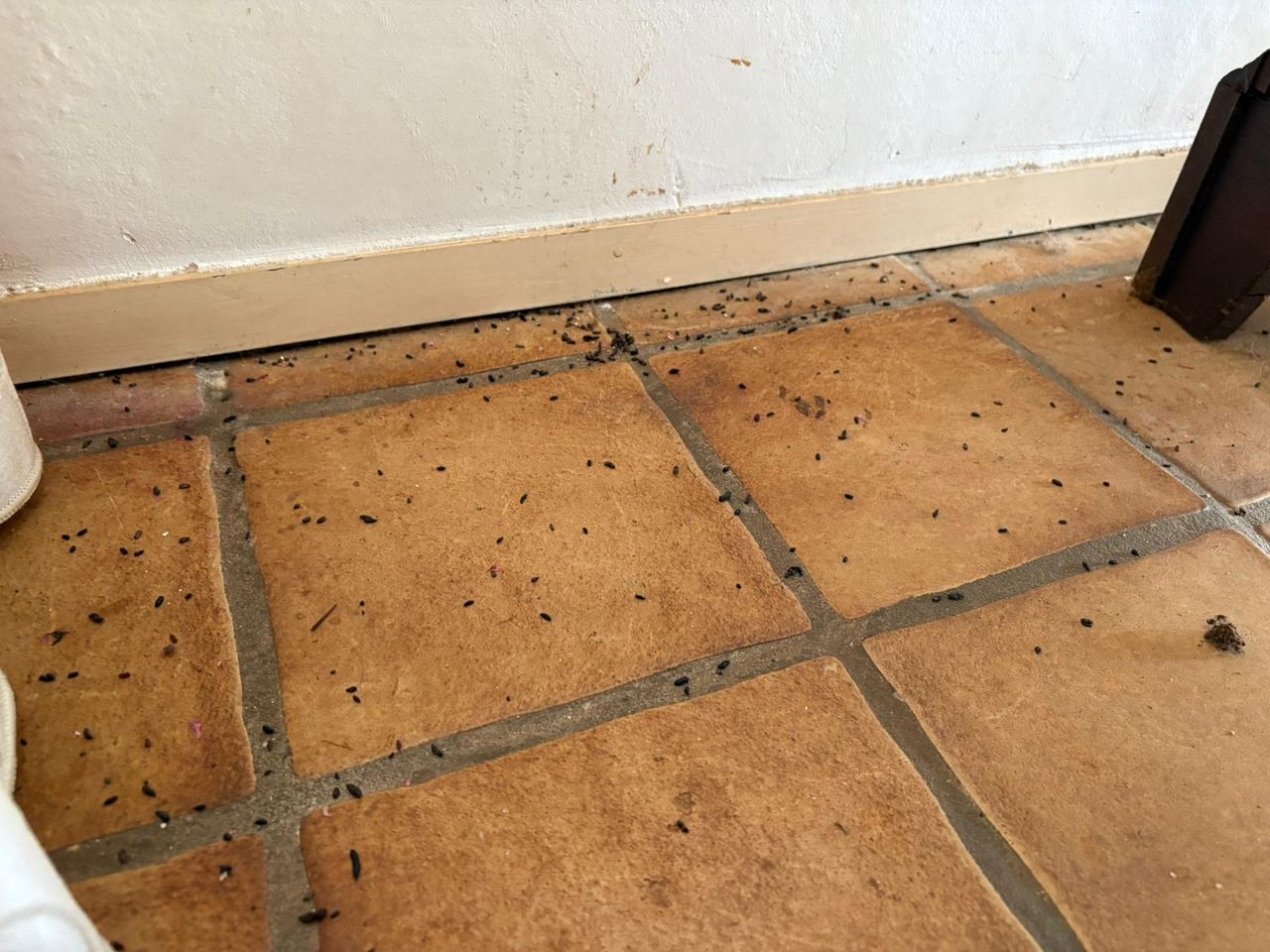 Mouse droppings in William's living room (photo: Wilco Zonneveld).