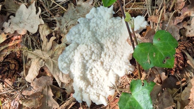 White witch butter (photo: Tommie Rijkers).