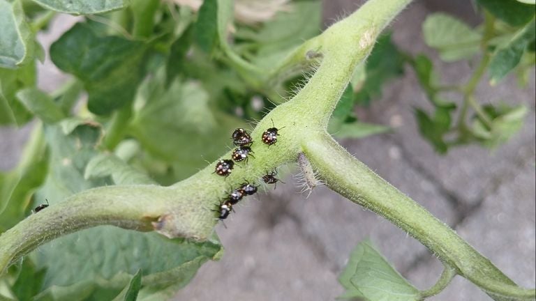 Young southern green stink bugs (photo: Jan van Riet).