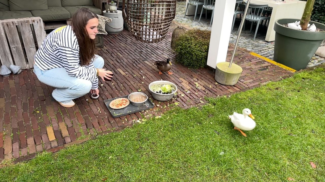 Duck Puk is chasing his sister Billie, while 'foster mother' Robin watches.