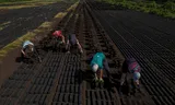 Teenagers pile freshly cut peat into a pyramid shape to aid the drying process, in Clonbullogue, Ireland. The young people earn money in June with their summer job. 