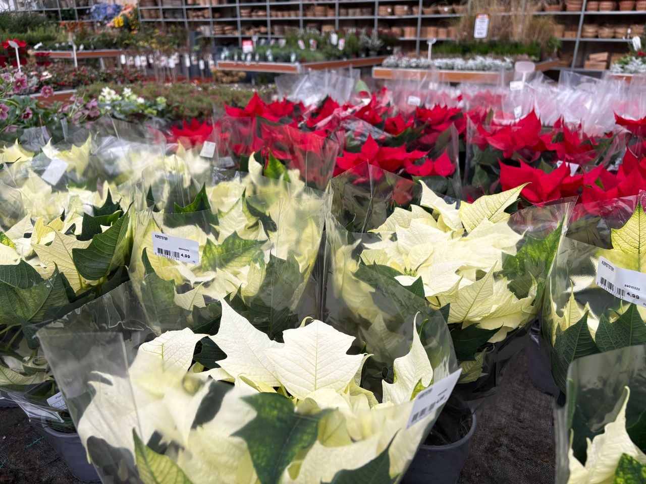 The Christmas rose with the Christmas star in the background