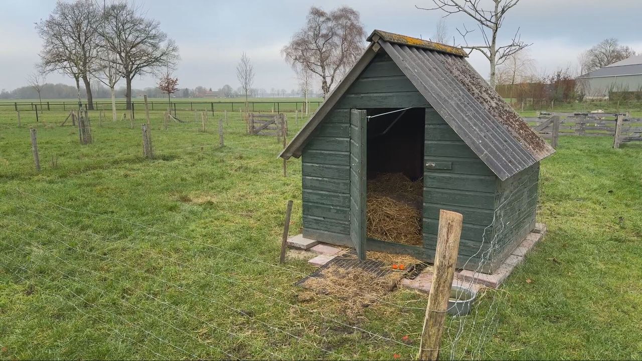 In this house the pig Pumba tries to recover (photo: Wilco Zonneveld).