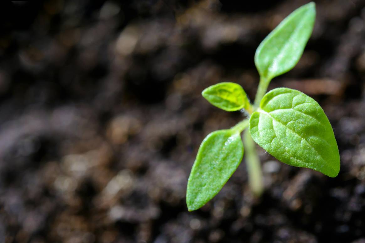 Illustrative image of regenerative agriculture / soil Illustrative image of regenerative agriculture / soil