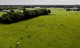 Drone photo of cows in a meadow in the Gelderse Vallei, one of the areas where nitrogen emissions must be drastically reduced.